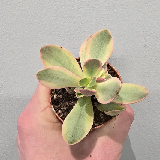 Mini - Crassula Moneymaker Pink Variegated