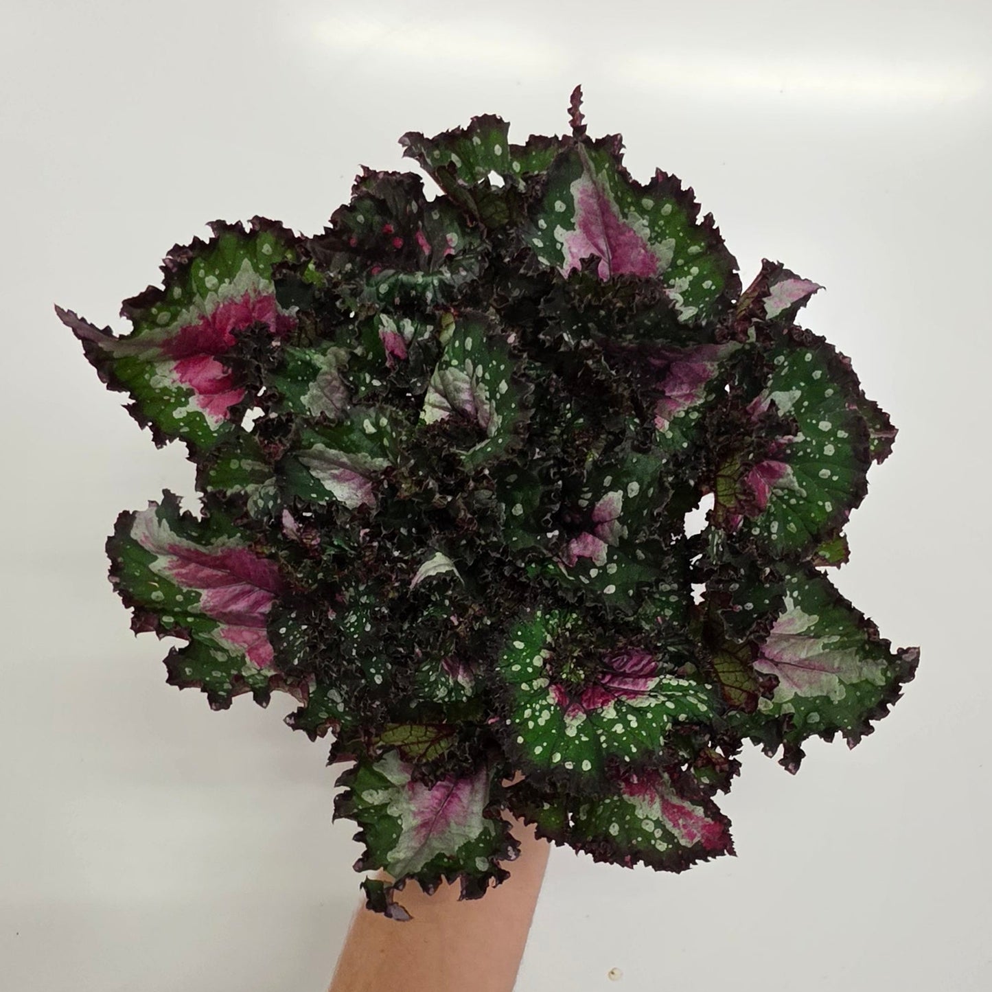 Begonia Rex 'Purple Blush'