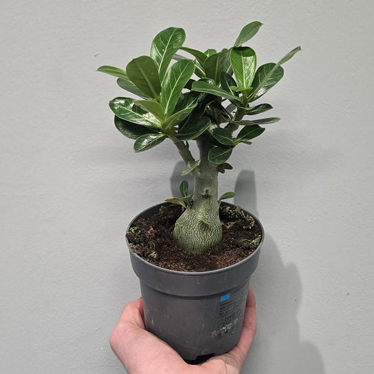Adenium Obesum