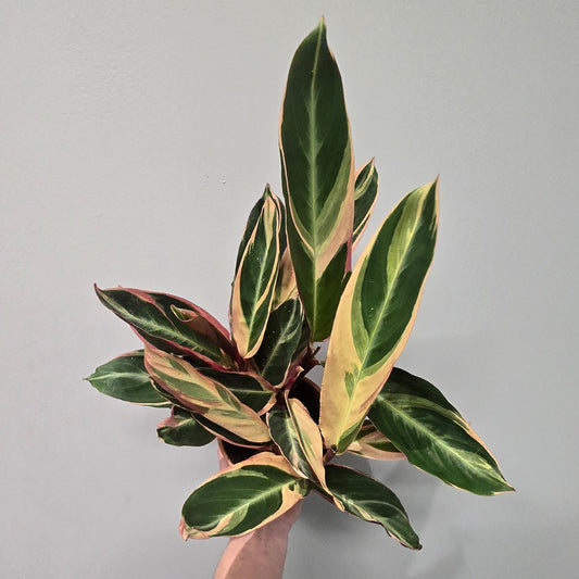 Calathea Triostar