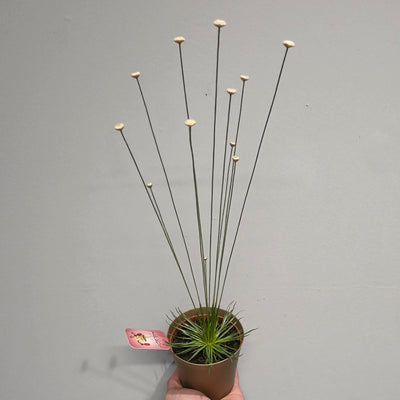 Syngonanthus Mikado