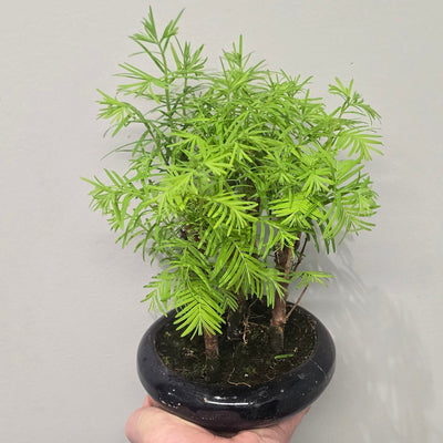 Bonsai Metasequoia Forest