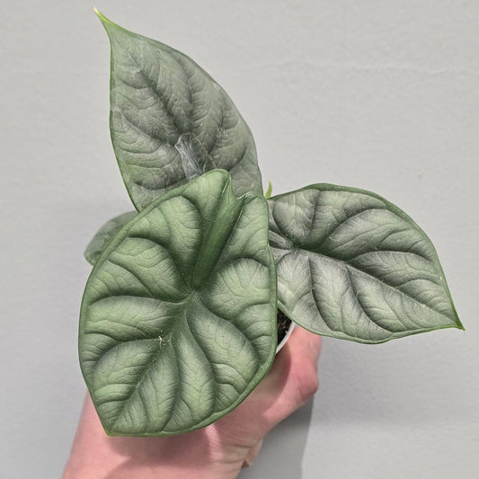 Mini Alocasia Silver Dragon