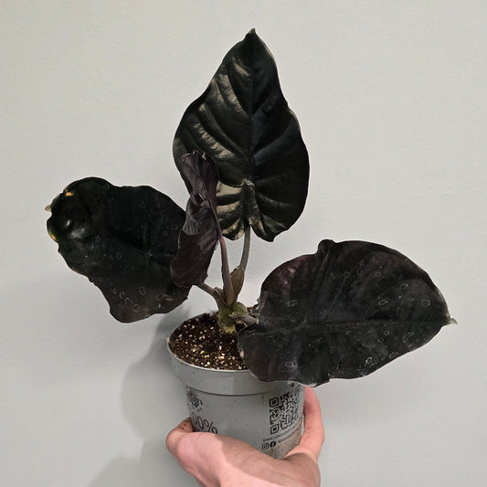Alocasia Infernalis 'Black Magic'