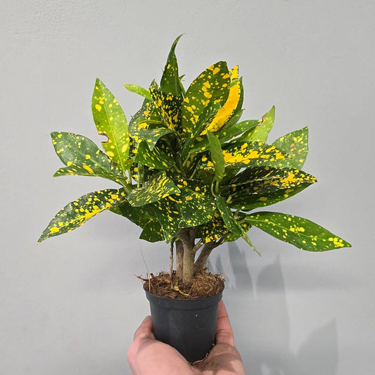 Mini - Croton Gold Dust