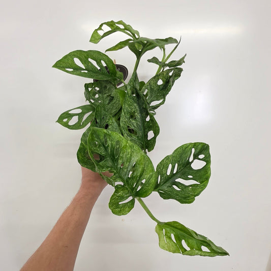 Monstera Adansonii 'Mint'