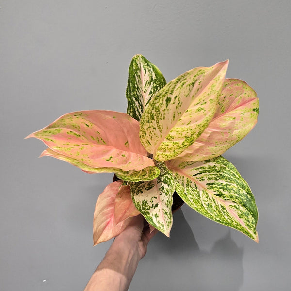 Aglaonema Bidadari
