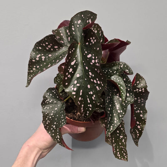 Begonia 'Pink Crackling Rosie'