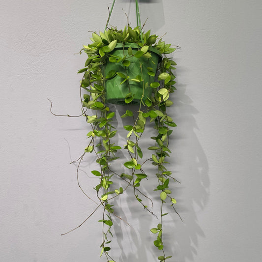 Hanging Hoya Pubera
