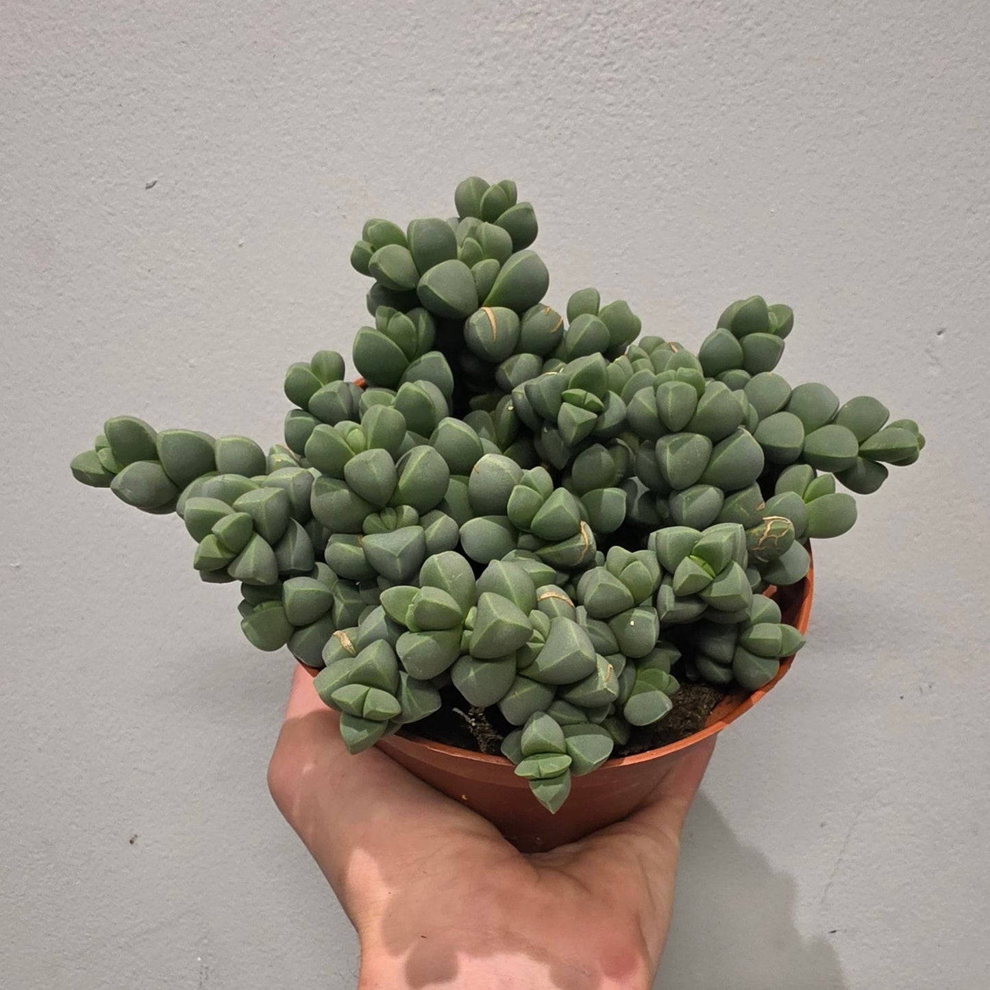 Delosperma Lehmannii