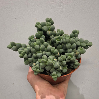 Delosperma Lehmannii