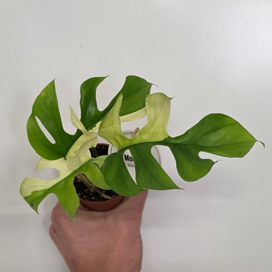 Mini Rhaphidophora Tetrasperma Variegated