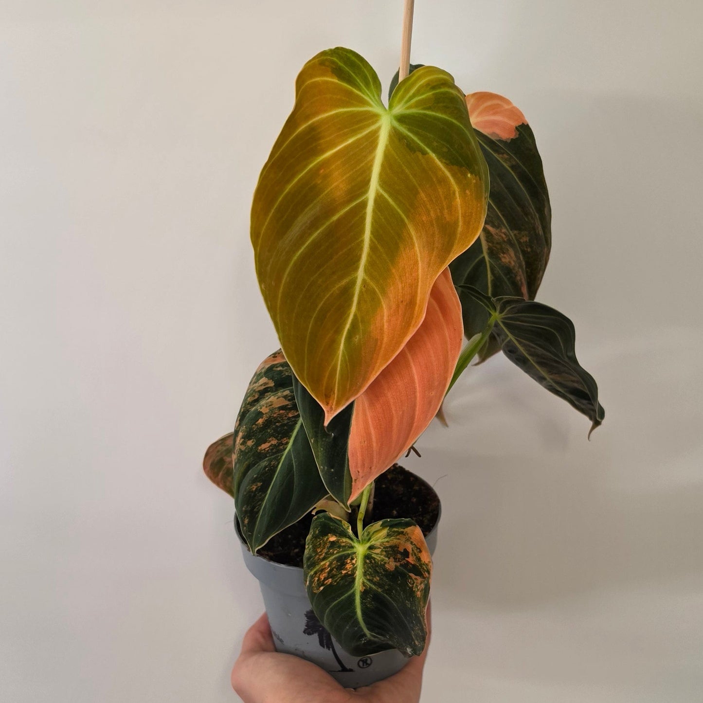 Philodendron Melanochrysum Variegated "Pink & Orange"