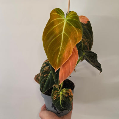 Philodendron Melanochrysum Variegated "Pink & Orange" - Pick Date 15th
