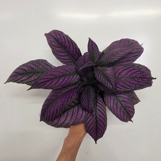 Strobilanthes Metallica "Persian Shield"