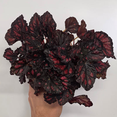 Begonia Rex Etna