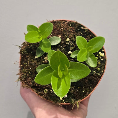 Hoya Cumingiana
