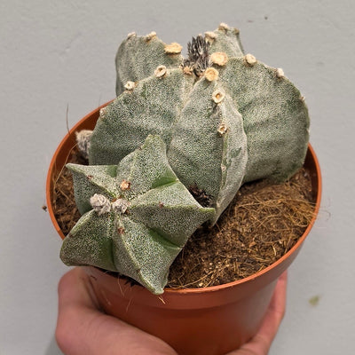 Astrophytum Myriostigma - Cactus