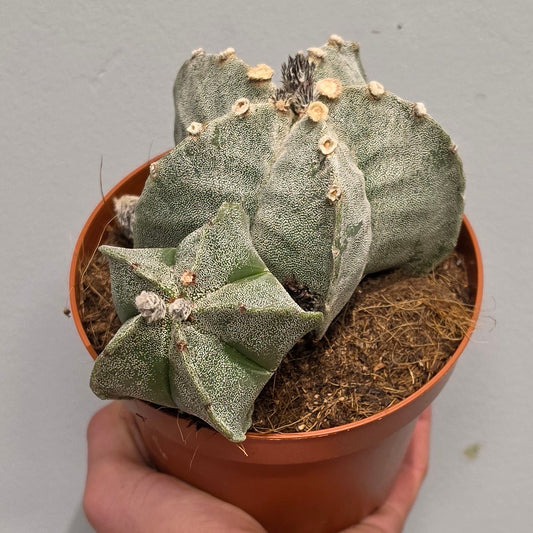 Astrophytum Myriostigma - Cactus
