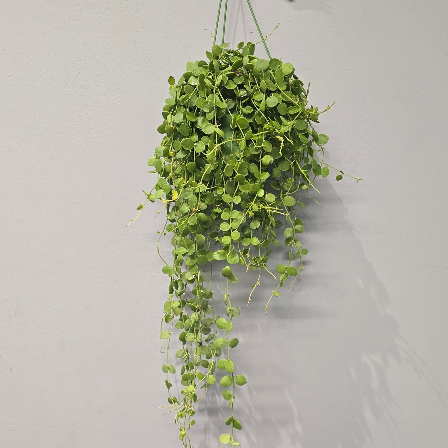 Hanging Dischidia Nummularia