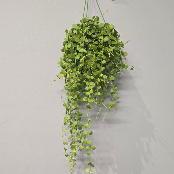 Hanging Dischidia Nummularia