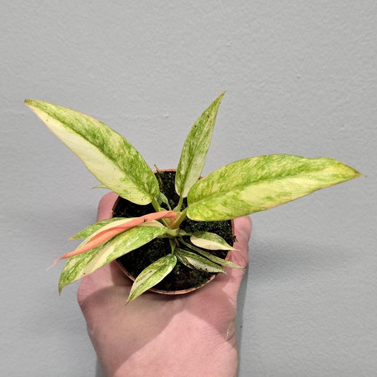 Mini - Philodendron Ring Of Fire