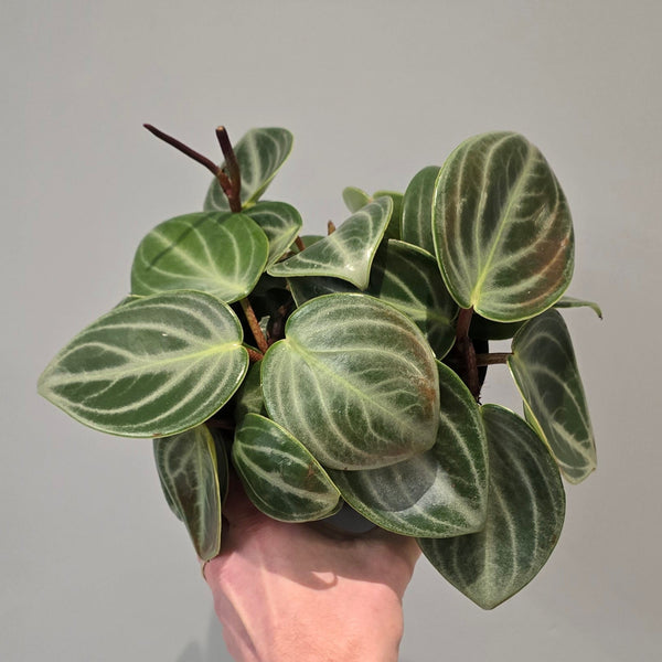 Peperomia Sarcophylla