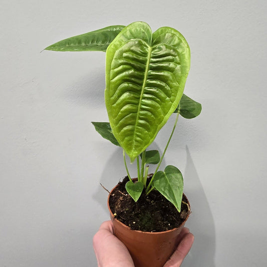 Anthurium Veitchii