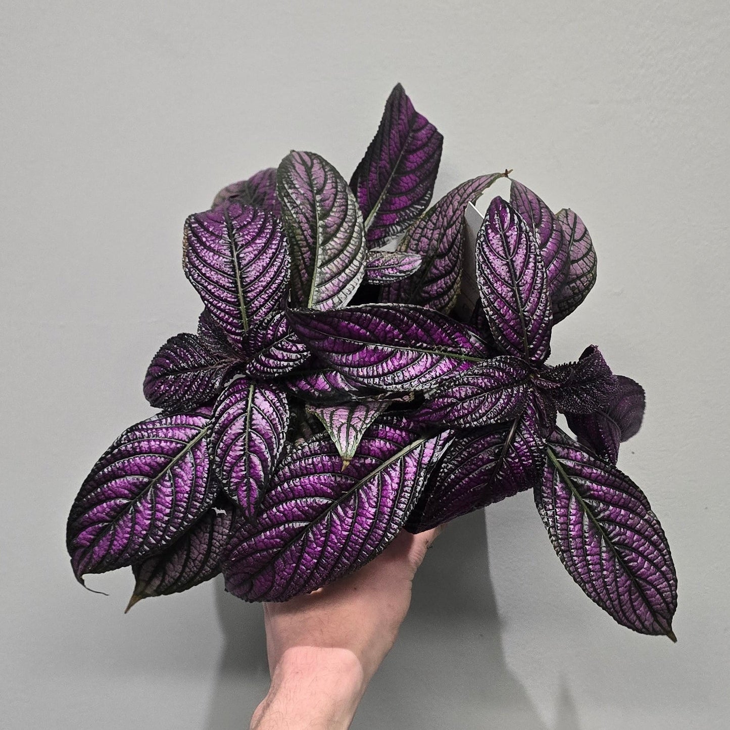 Strobilanthes Metallica "Persian Shield"