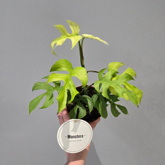 Monstera Tetrasperma