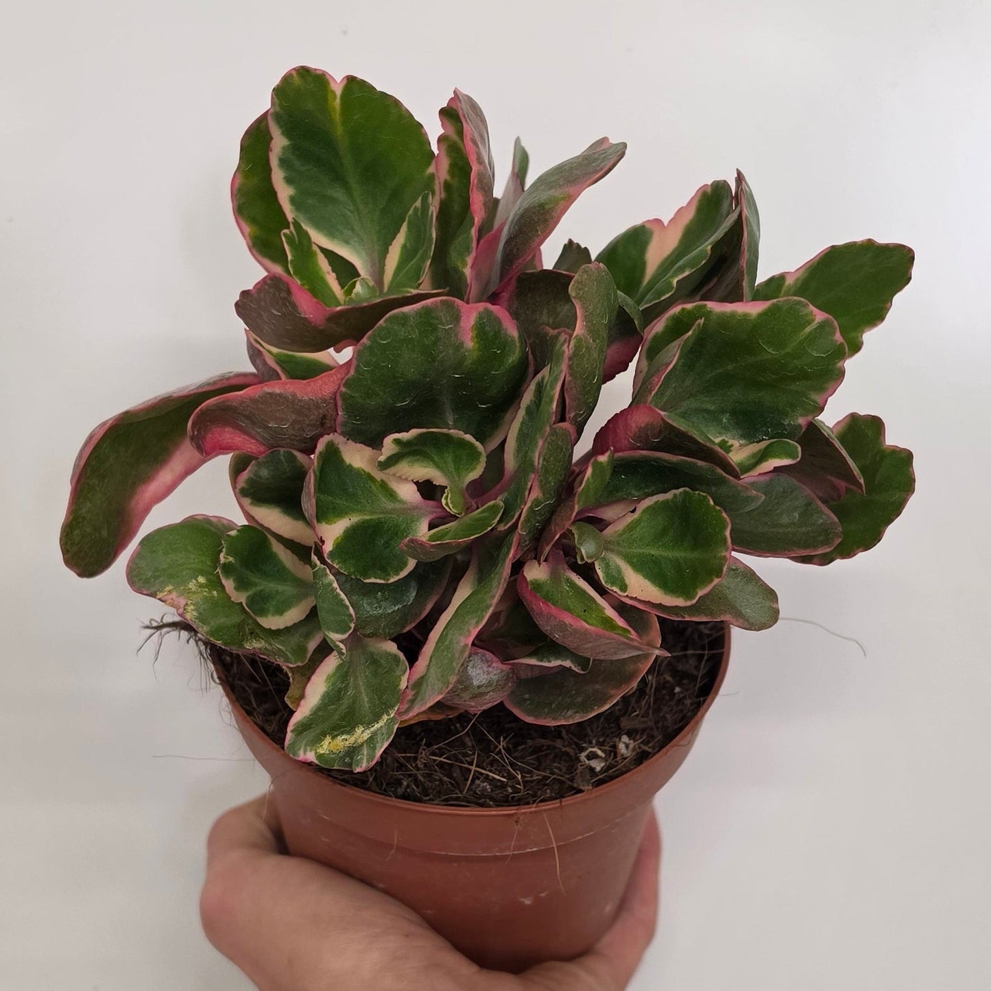 Kalanchoe Variegata Multicolor
