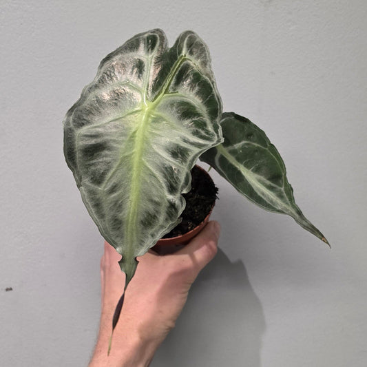 Alocasia Venom