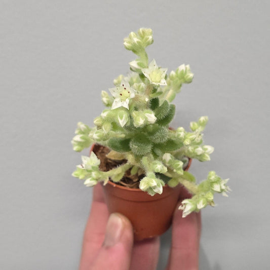 Mini - Sedum Setosa