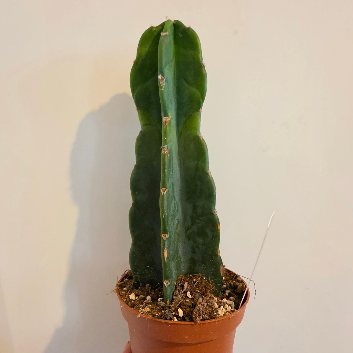 Cereus (Cuddly Cactus)