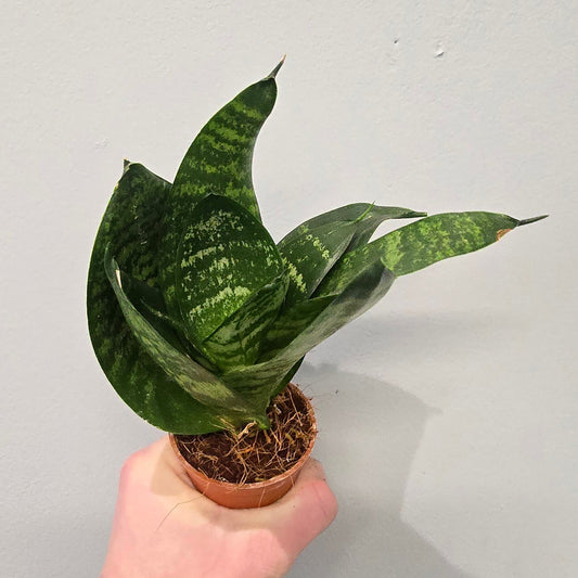 Mini - Sansevieria 'Hahnii'