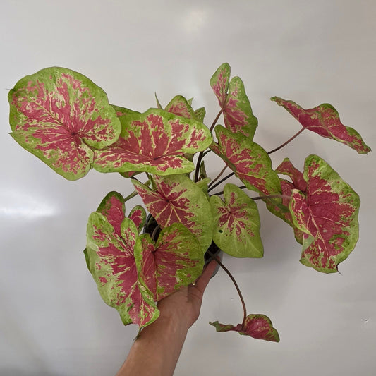 Caladium Bicolor