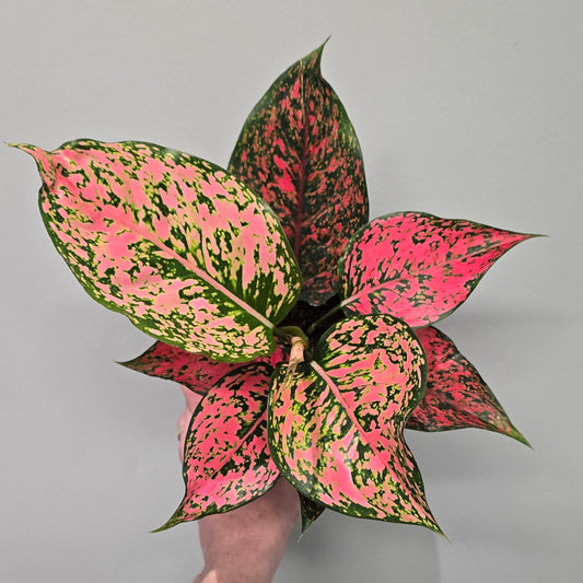 Aglaonema 'Spicy Pink' – 12cm pot