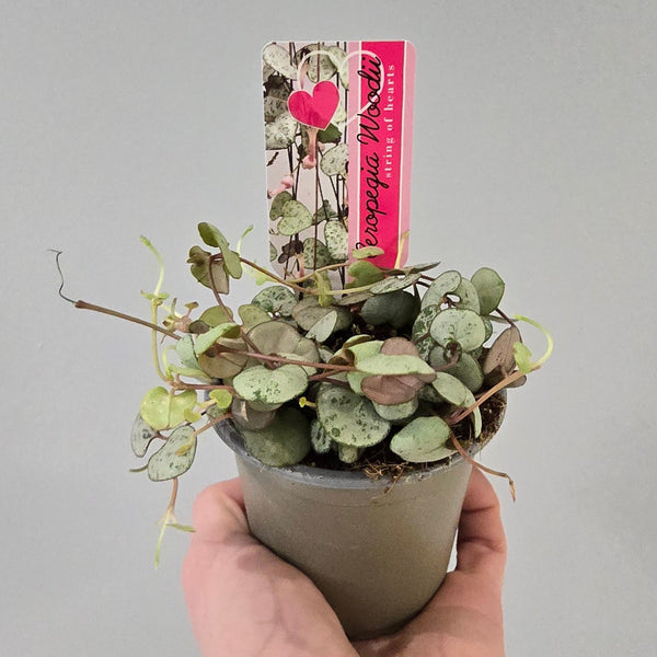 Ceropegia Silver Glory - String Of Hearts