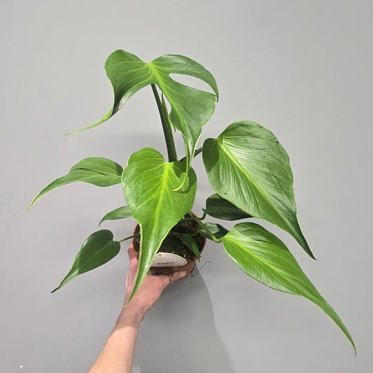 Monstera Burle Marx Flame