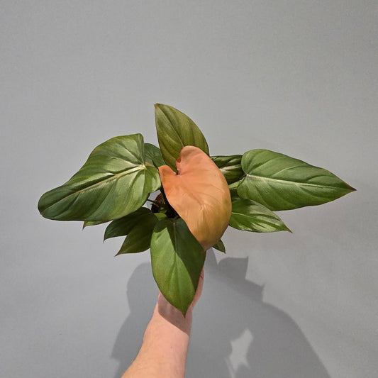 Philodendron Summer Glory