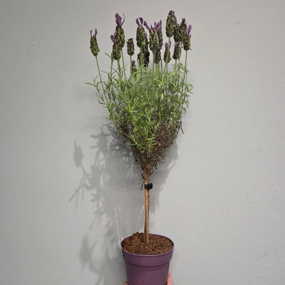 Lavender