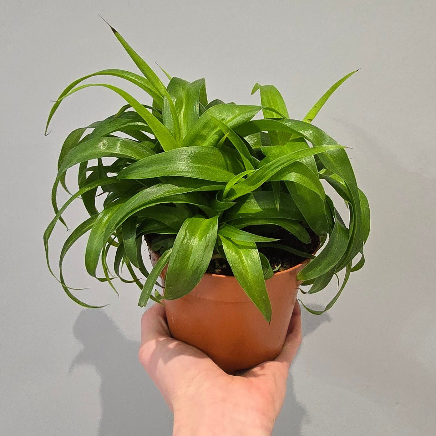 Spider Plant - Chlorophytum