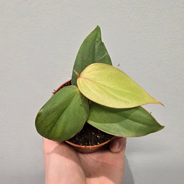 Philodendron Burle Marx Fantasy