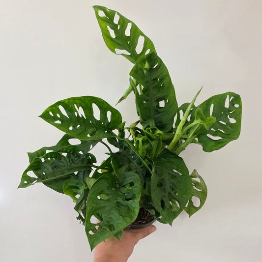 Monstera Adansonii 'Monkey Mask'