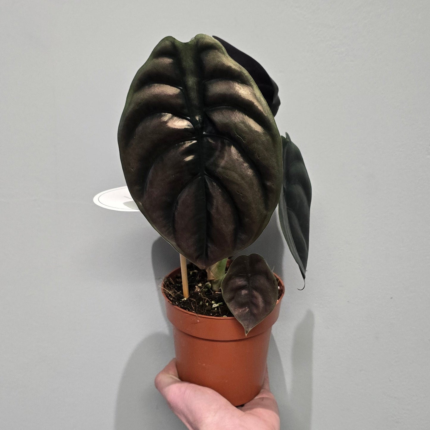 Alocasia Red Secret