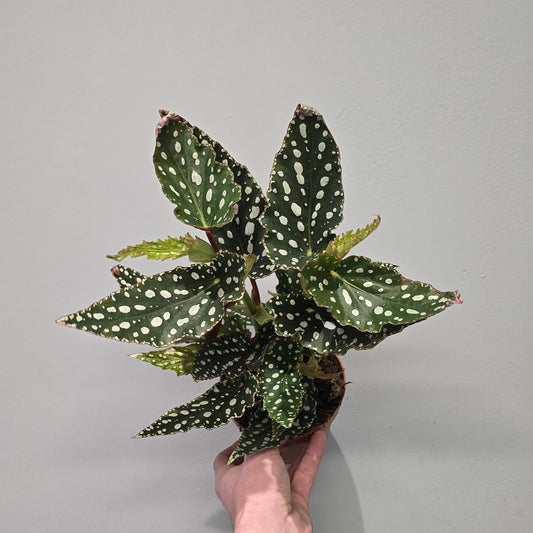 Begonia Maculata Spotlight Green