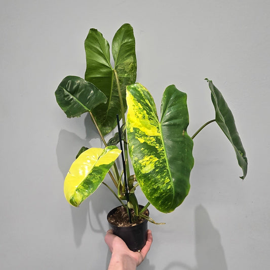 Philodendron Burle Marx Variegated