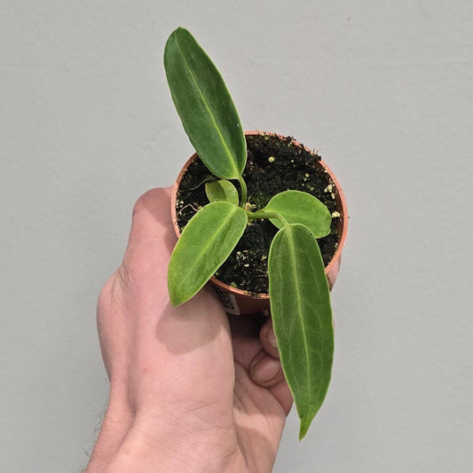 Anthurium Warocqueanum