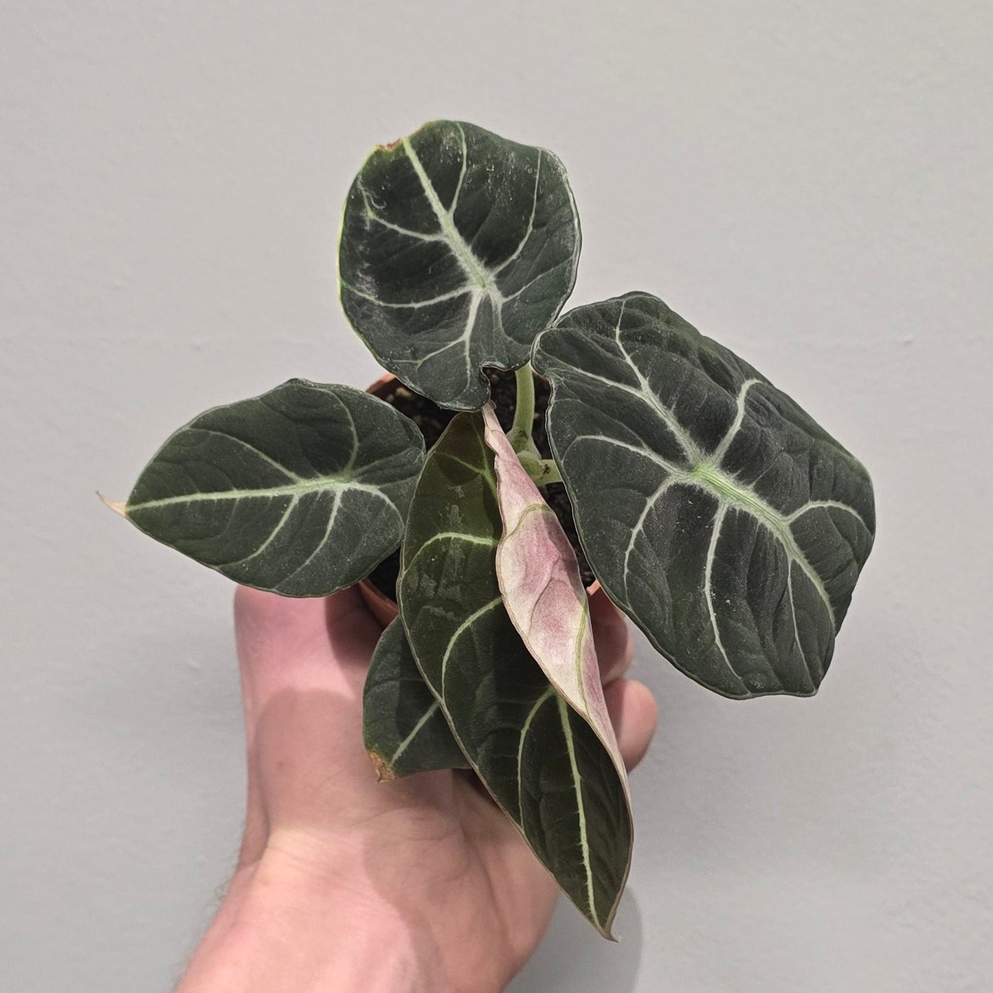 Mini Alocasia Black Velvet