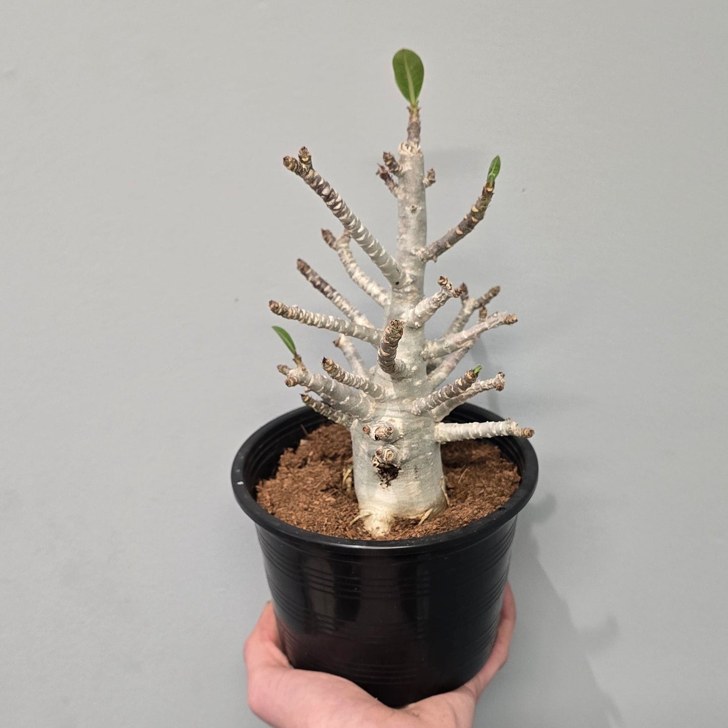Adenium Arabicum 'Baobab'